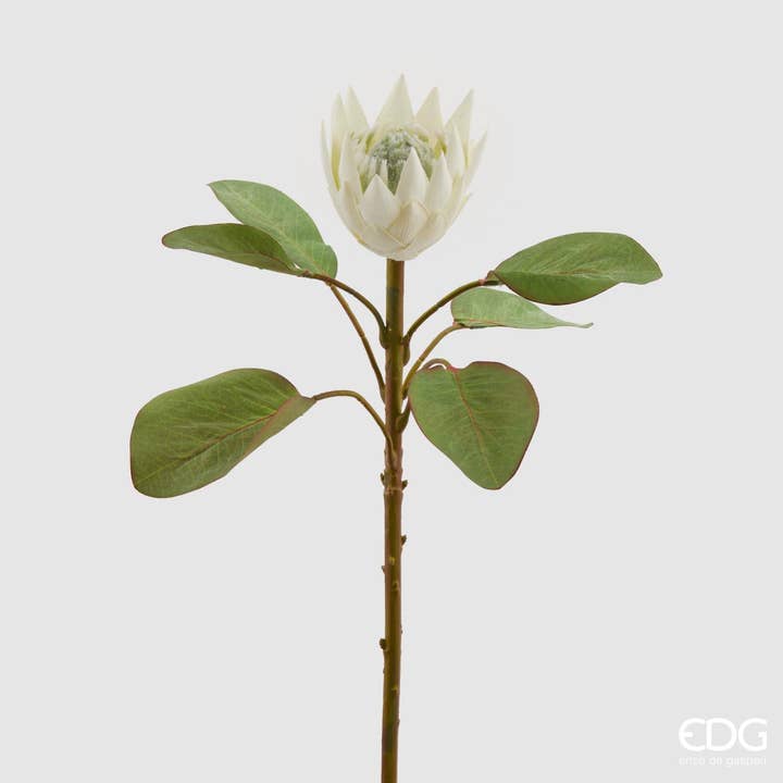 PROTEA OLIETAK H50 (6G) voor wholesale door edg
