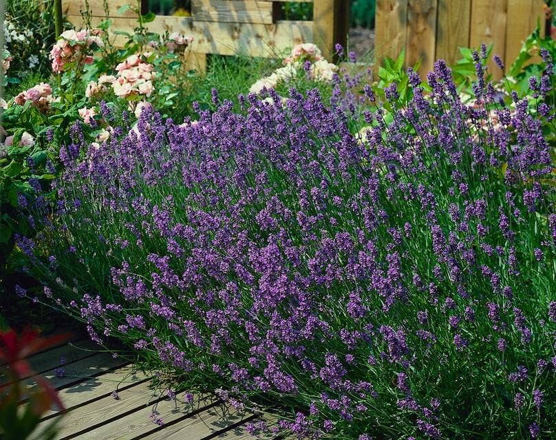 Oasis of Life – wholesale Live plant – Lavender Lavandula angustifolia 'Munstead' – 48 plants – ↕10-25 cm – Ø9 cm – Compact lavender – Hardy & easy to care for – Bee-friendly – Mediterranean flair7