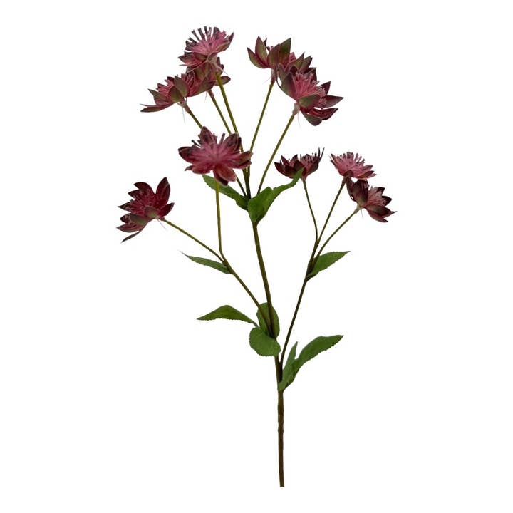 Astrantia 61 cm bordeaux per la vendita all'ingrosso da parte di Floratexx