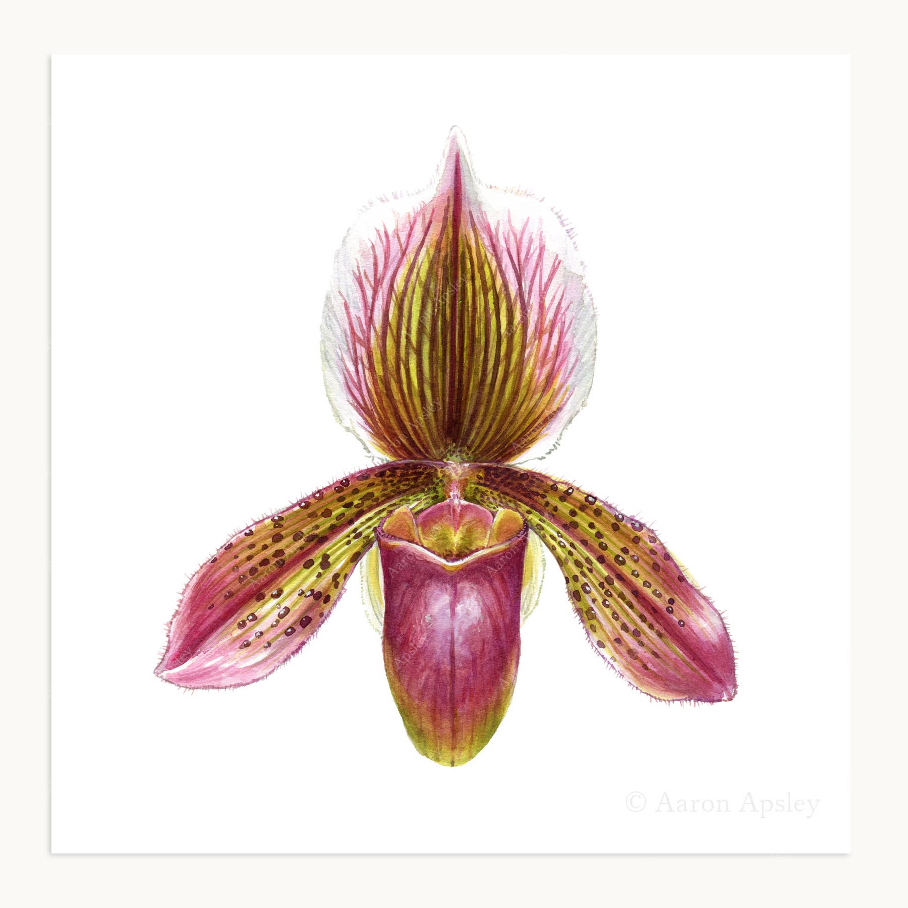Aaron Apsley Artwork - Wholesale Art Print - Orchid Flower Print - 8"x8"7