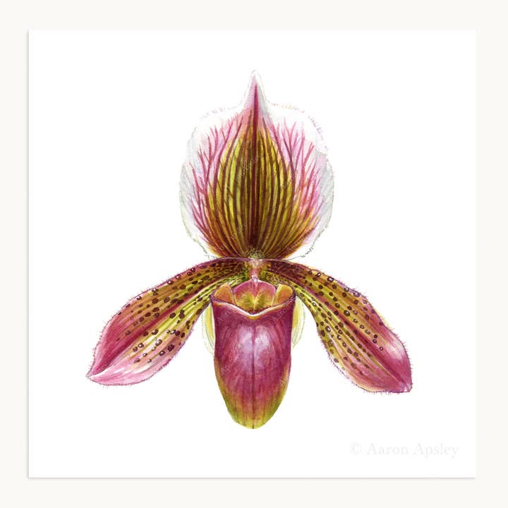 Aaron Apsley Artwork - Wholesale Art Print - Orchid Flower Print - 8"x8"7