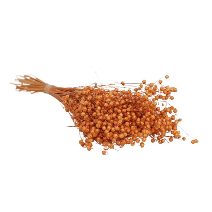 Dried Flowers - Linium Terra for wholesale by Wildflowers by Floriette