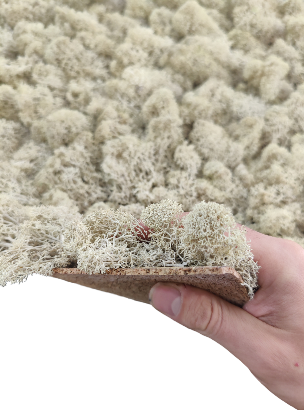 Moss House - Wholesale Wall Accent - Reindeer Moss Lichen Panel 50x50 cm Cream - MossHouse2