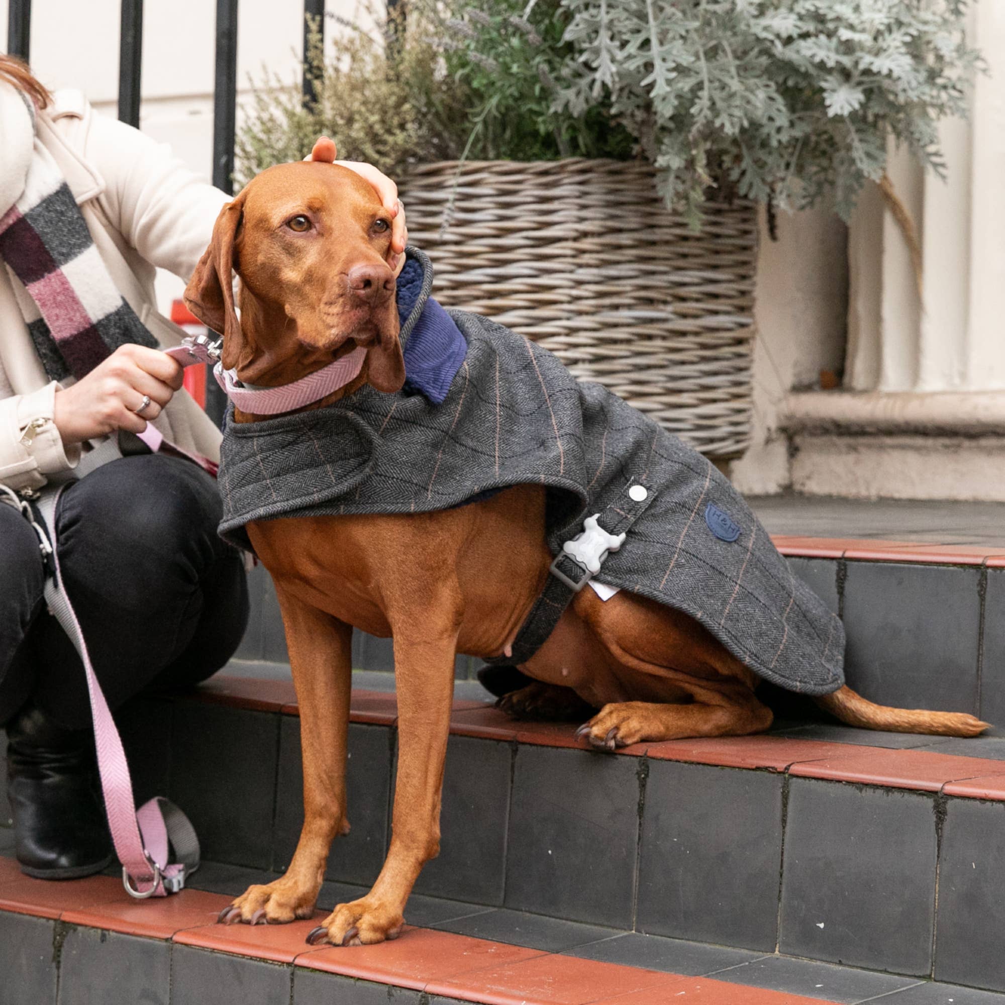 tweed dog jacket