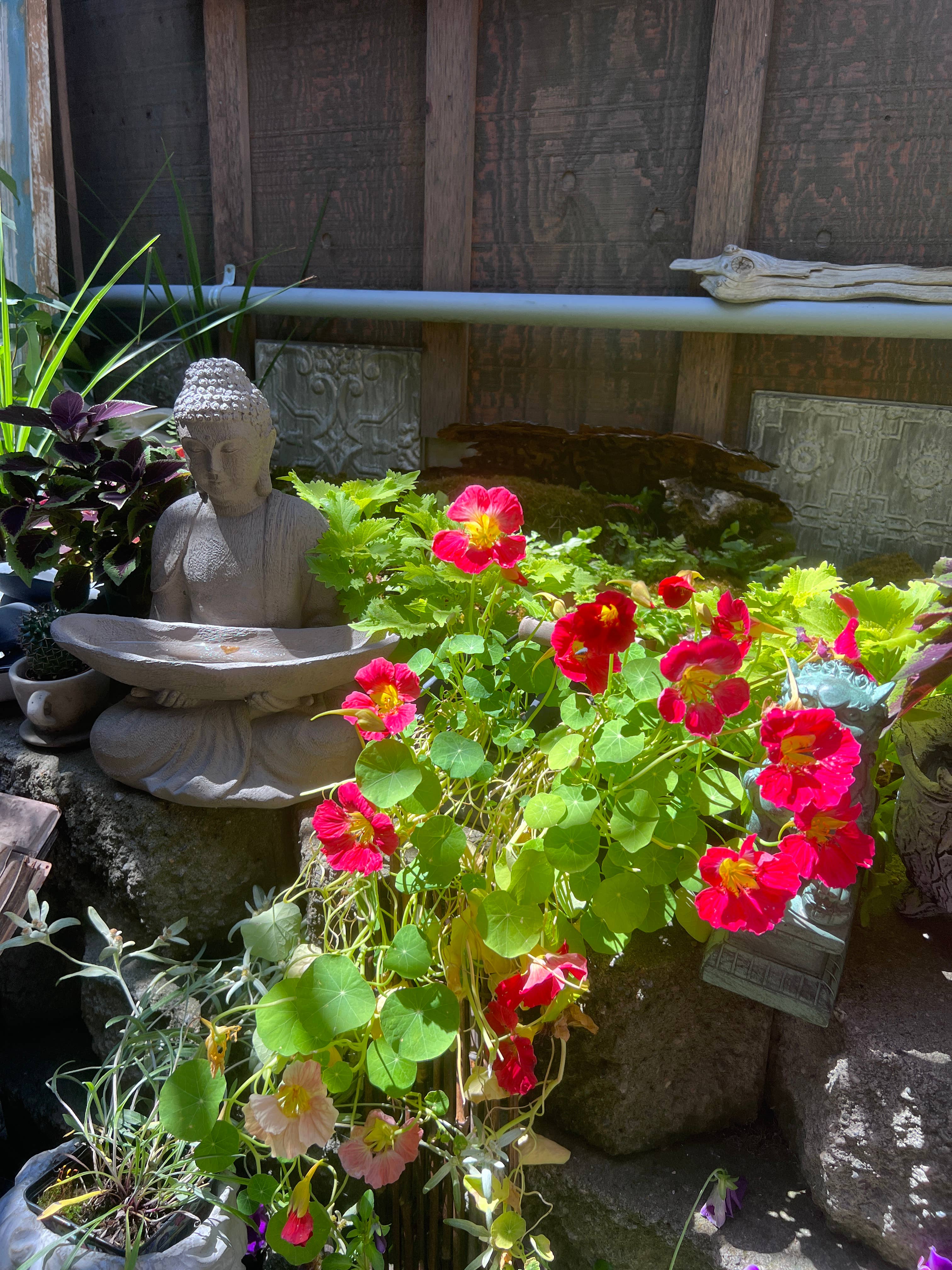 Montana Farmacy - Wholesale Honey - Montana Farmacy Bee Pollen 8ozl Glass Jar3