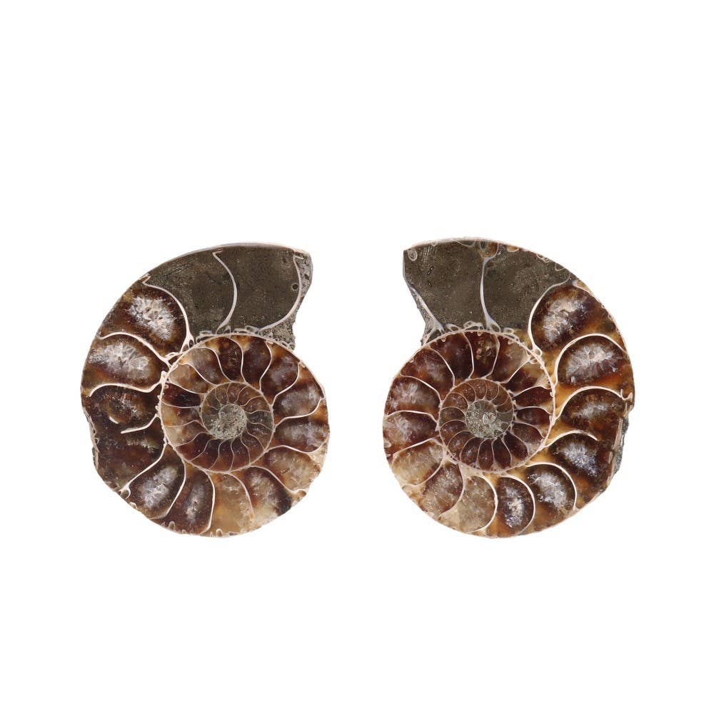 Vives de la Cortada S.L – wholesale Andlig sten/kristall – Ammonitpar 3-4 cm9