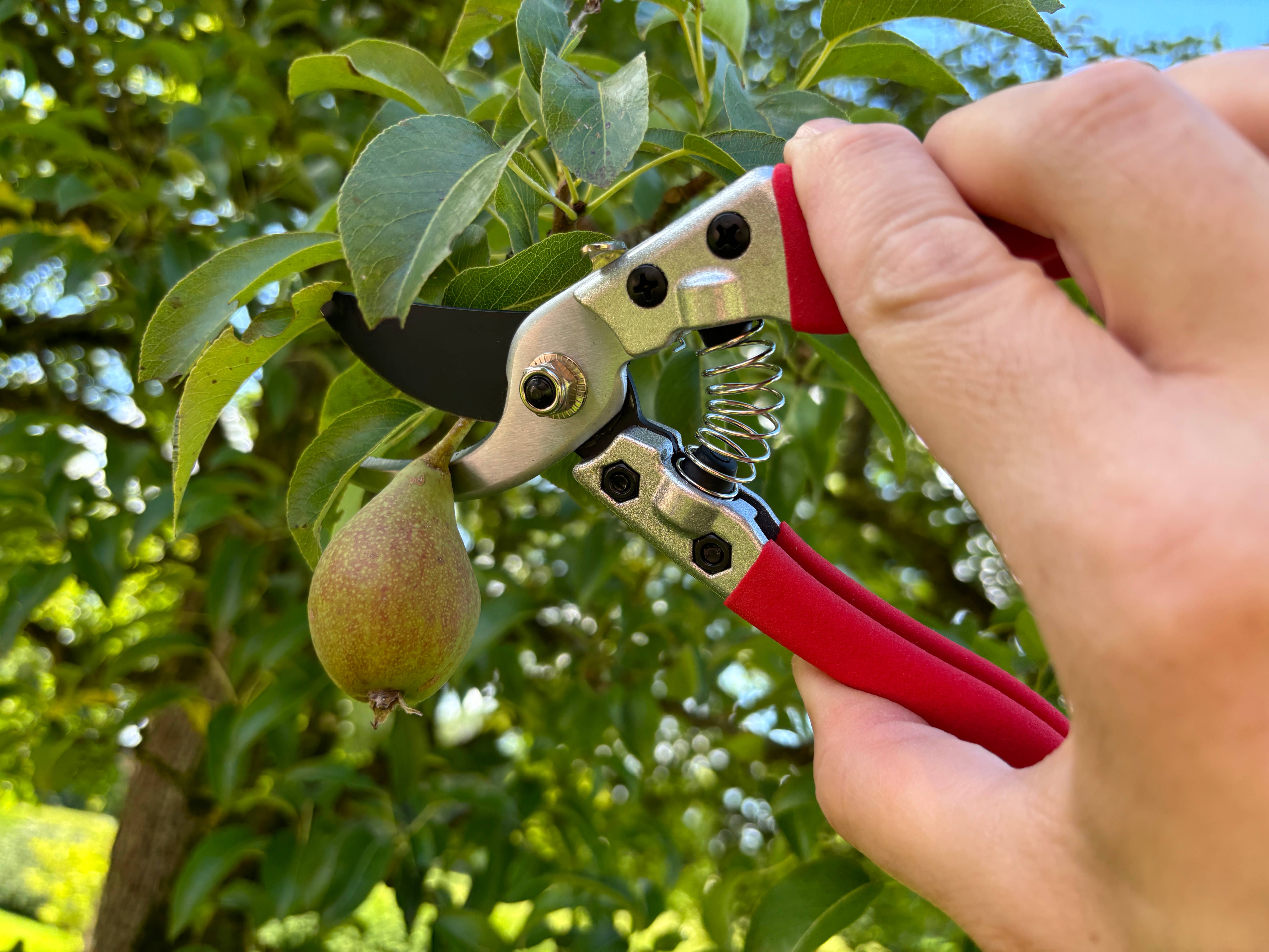 Gärtnertraum – wholesale Trädgårdsverktyg – Grensax - Sekatör12