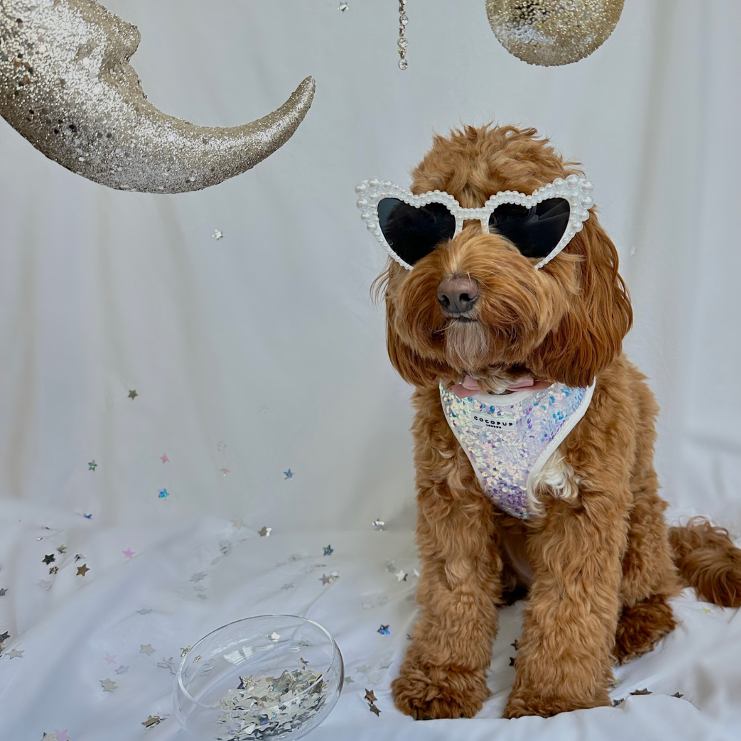 Cocopup London - Vendita all'ingrosso Pettorina - Cani - Imbracatura LUXE Party con Paillettes Olografiche30