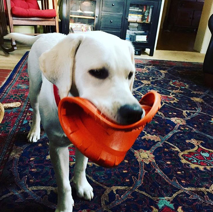 SodaPup Dog Toys - Wholesale Pet Fetch Ball - Dog - SP Bottle Top Flyer - Flying Toy - Multiple sizes - orange9