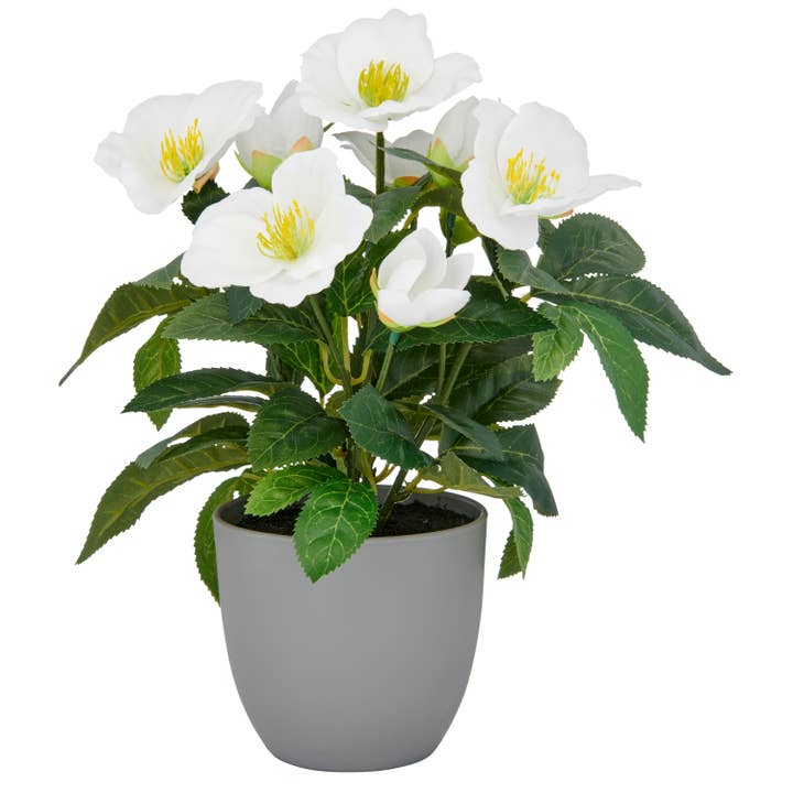 Christrose, 31cm, weiß, im Topf 11,5x11,5x10,5cm für den Großhandel von GASPER GmbH