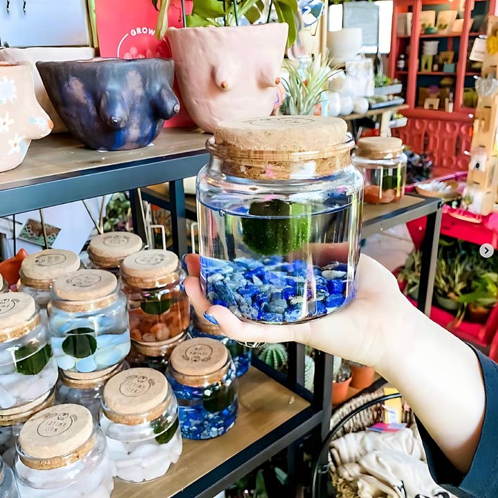 Moss Amigos | Moss Ball Terrariums - Wholesale Live Plant - Large Marimo Moss Ball Terrarium with Lapis Lazuli Gemstones5