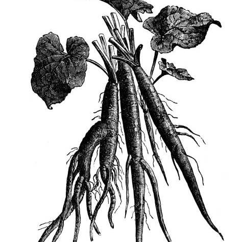 Rainbow Bliss Botanicals - Wholesale Health/Detox Tea - Burdock Root