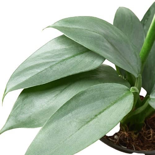 House Plant Wholesale - Wholesale Live Plant - Philodendron 'Silver Sword'3