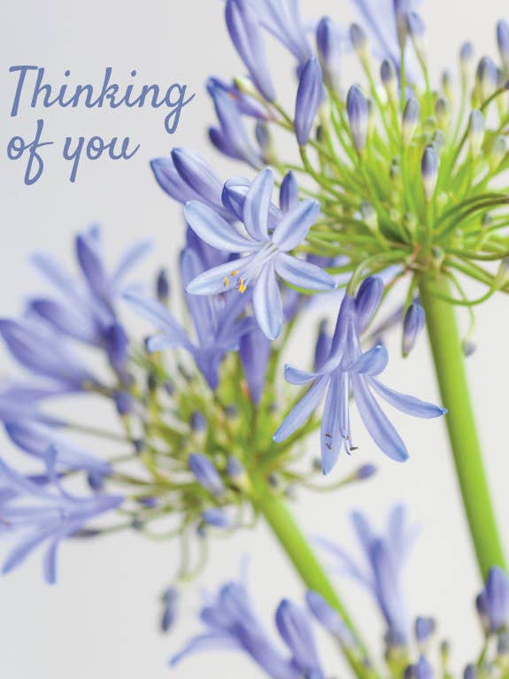 Thinking of You Card - Agapanthus Close Up for wholesale by Leonard Smith