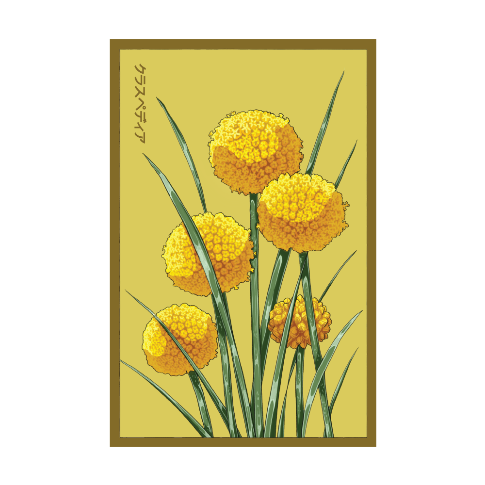 Chive Canada - Wholesale Plant Seeds - 2026 Billy Buttons Flower Seeds Packet0