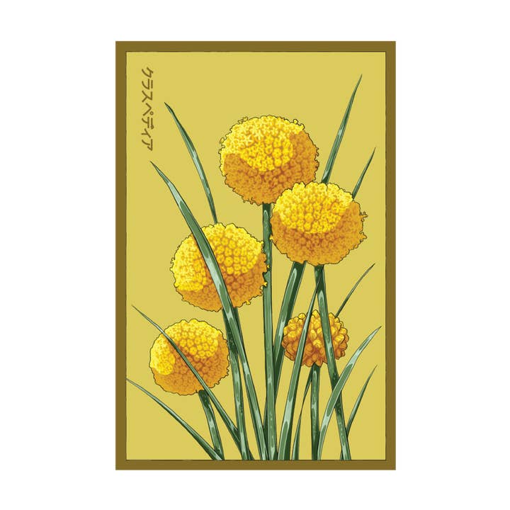 Chive Canada - Wholesale Plant Seeds - 2026 Billy Buttons Flower Seeds Packet
