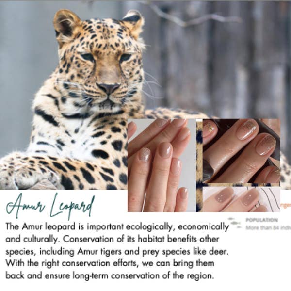 WD0030 DUO Smalto a Base d'Acqua 5ml x 2 per la vendita all'ingrosso da parte di bloop make up made easy