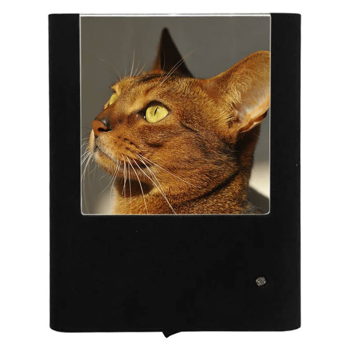 Gato abisinio para venta al por mayor de Nightlight Studio