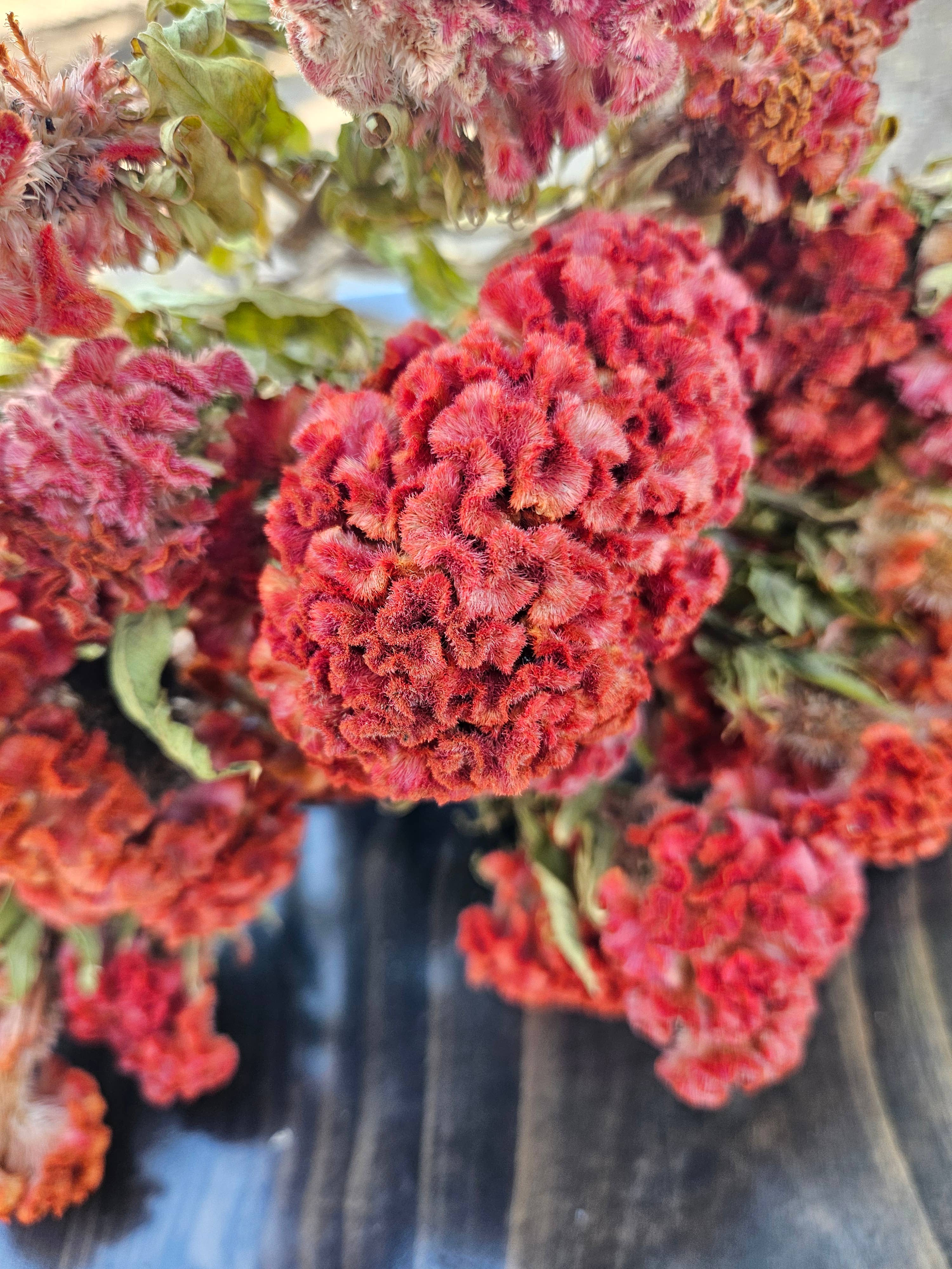 Alissas Flower Farm - Wholesale Dried/Pressed Flowers - Dried Celosia, Comb17