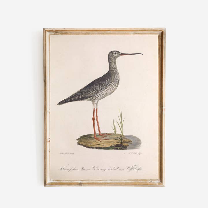 Sea to Skye - Wholesale Art Print - 19th Century Sandpiper Bird Antique Art Print