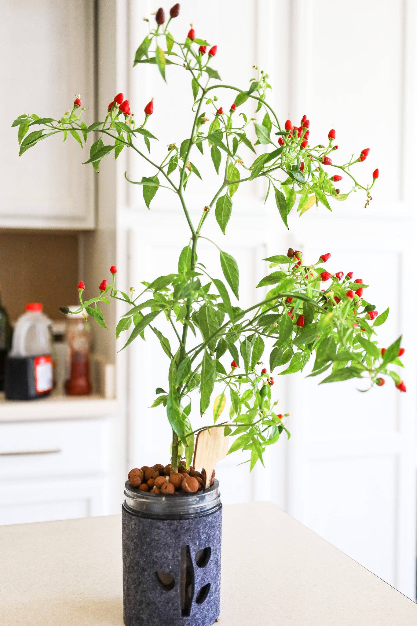 Coco and Seed - Wholesale Plant Seeds - Thai Hot Pepper Hydroponic Mason Jar Garden Kit5
