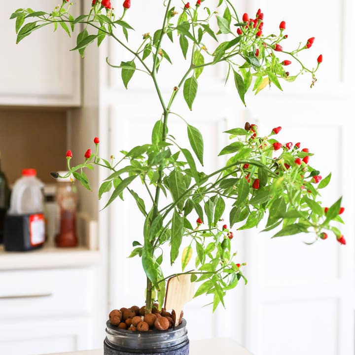Coco and Seed - Wholesale Plant Seeds - Thai Hot Pepper Hydroponic Mason Jar Garden Kit5