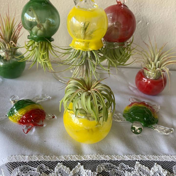 Terrapin Glass Gardens - Wholesale Hanging Planter -
Hand Blown Colorful Glass Vessels with Air Plant