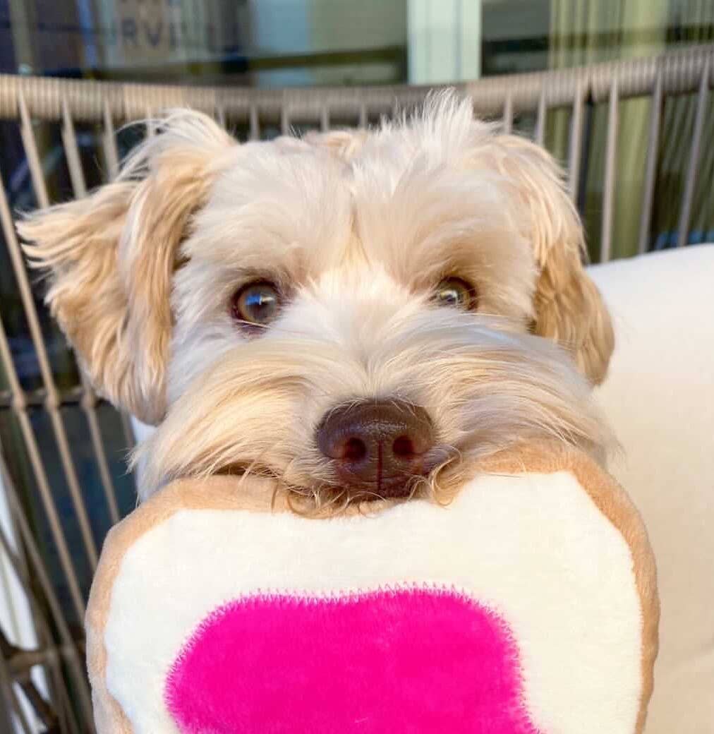 TONBO - Wholesale Pet Plush Toy - Dog - TONBO Snack Time Combo - Dog Toys, Peanut Butter2