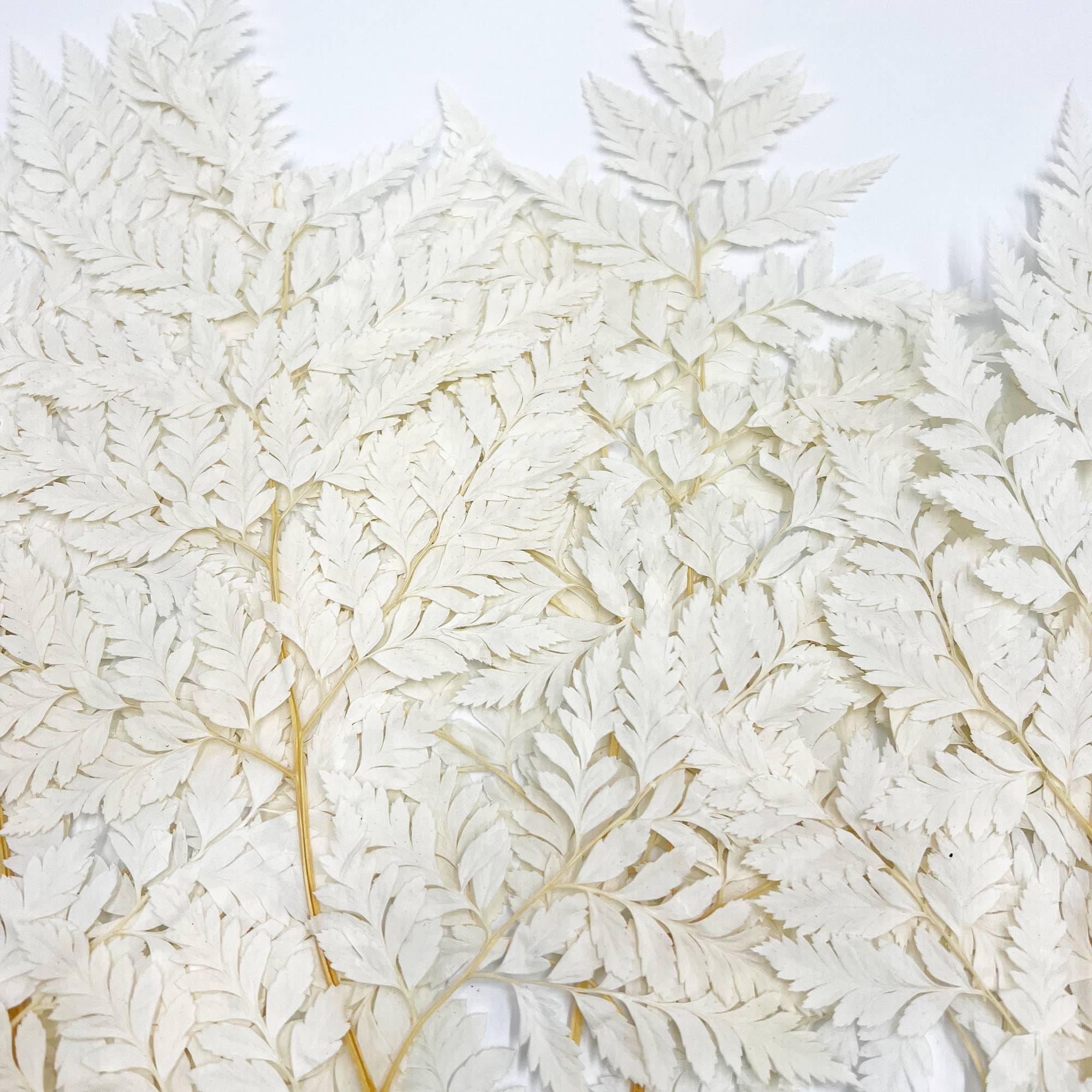 2626 Designs - Vente Fleur séchée/pressée - Fougère Davallia Mariesii séchée et préservée6