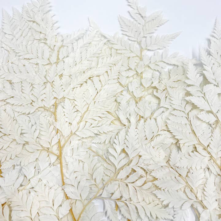 2626 Designs - Vente Fleur séchée/pressée - Fougère Davallia Mariesii séchée et préservée6