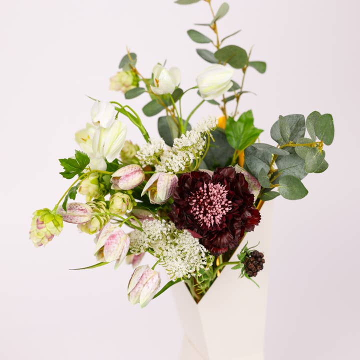 Sangria Pourpre - Scabieuse Pourpre pour la vente par Nodito