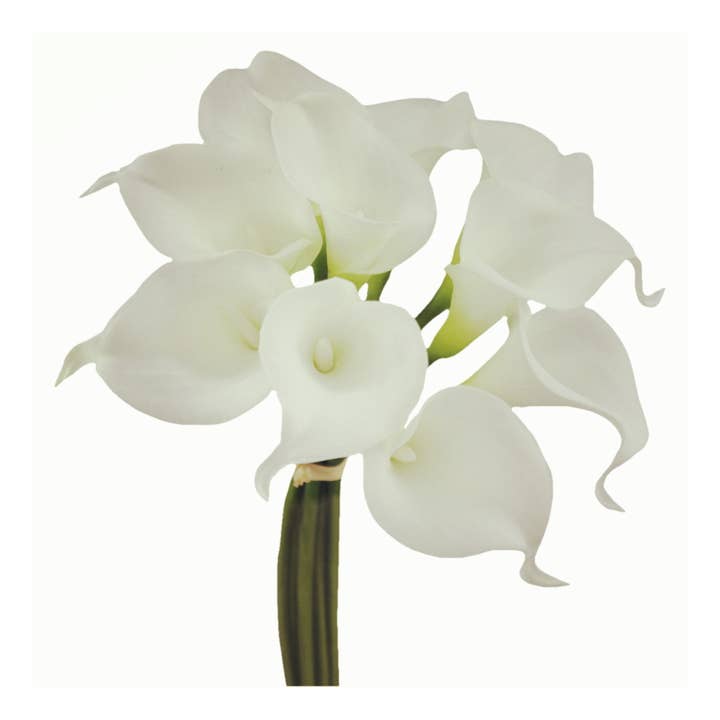 Angel Isabella – wholesale Artificial flowers – 14" -Pack of 10 Real touch calla lilies Cream Ivory White1