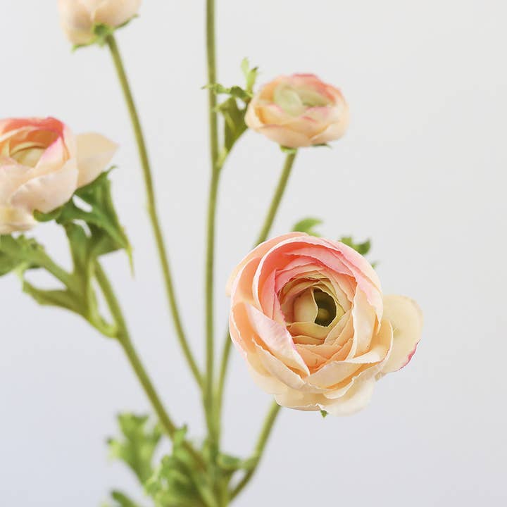 Prestige Botanicals - Wholesale Artificial flowers - Real Touch Apricot Ranunculus 22”2