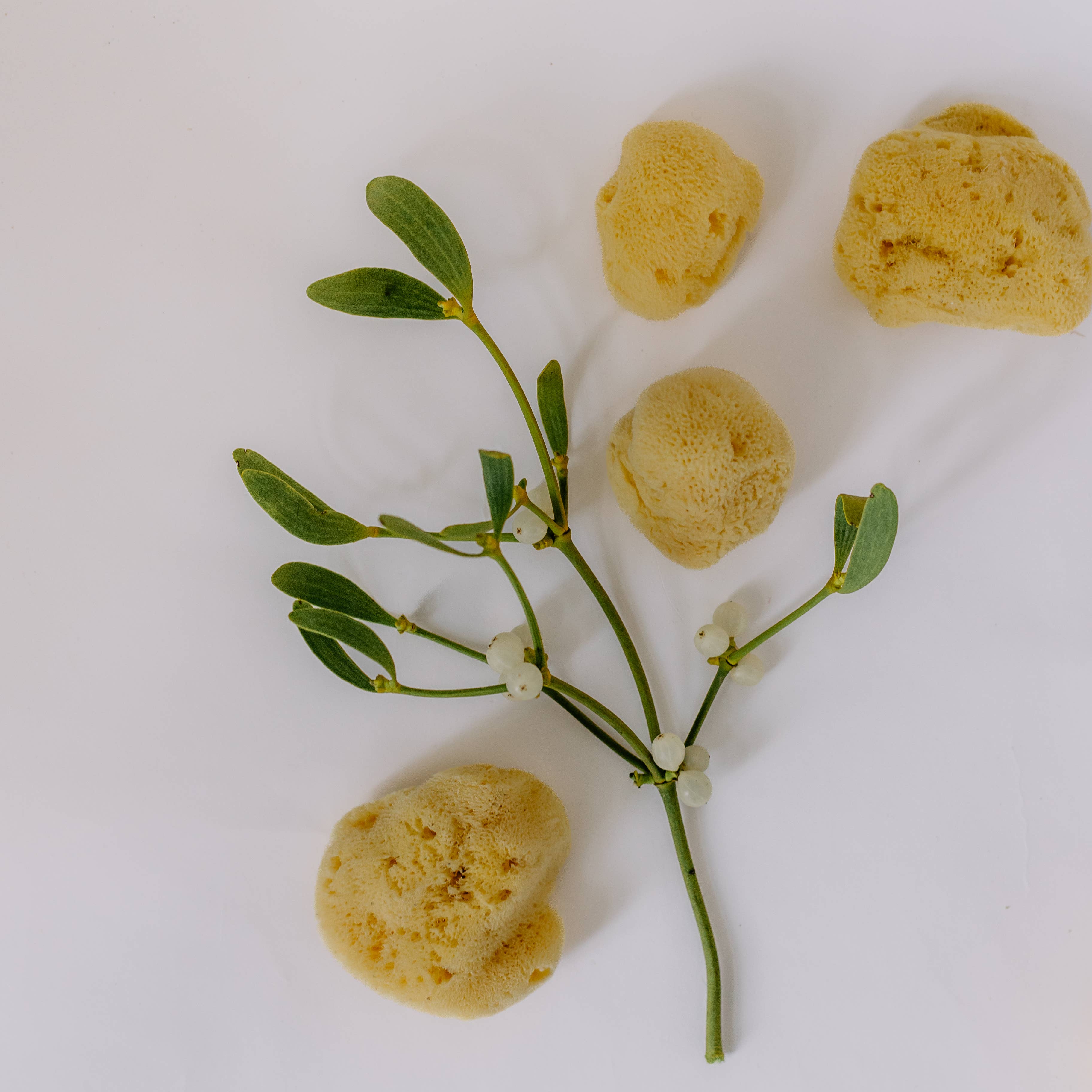 Croll & Denecke - Wholesale Bath Pouf/Sponge - Face sponge natural in gift box, spa sea4