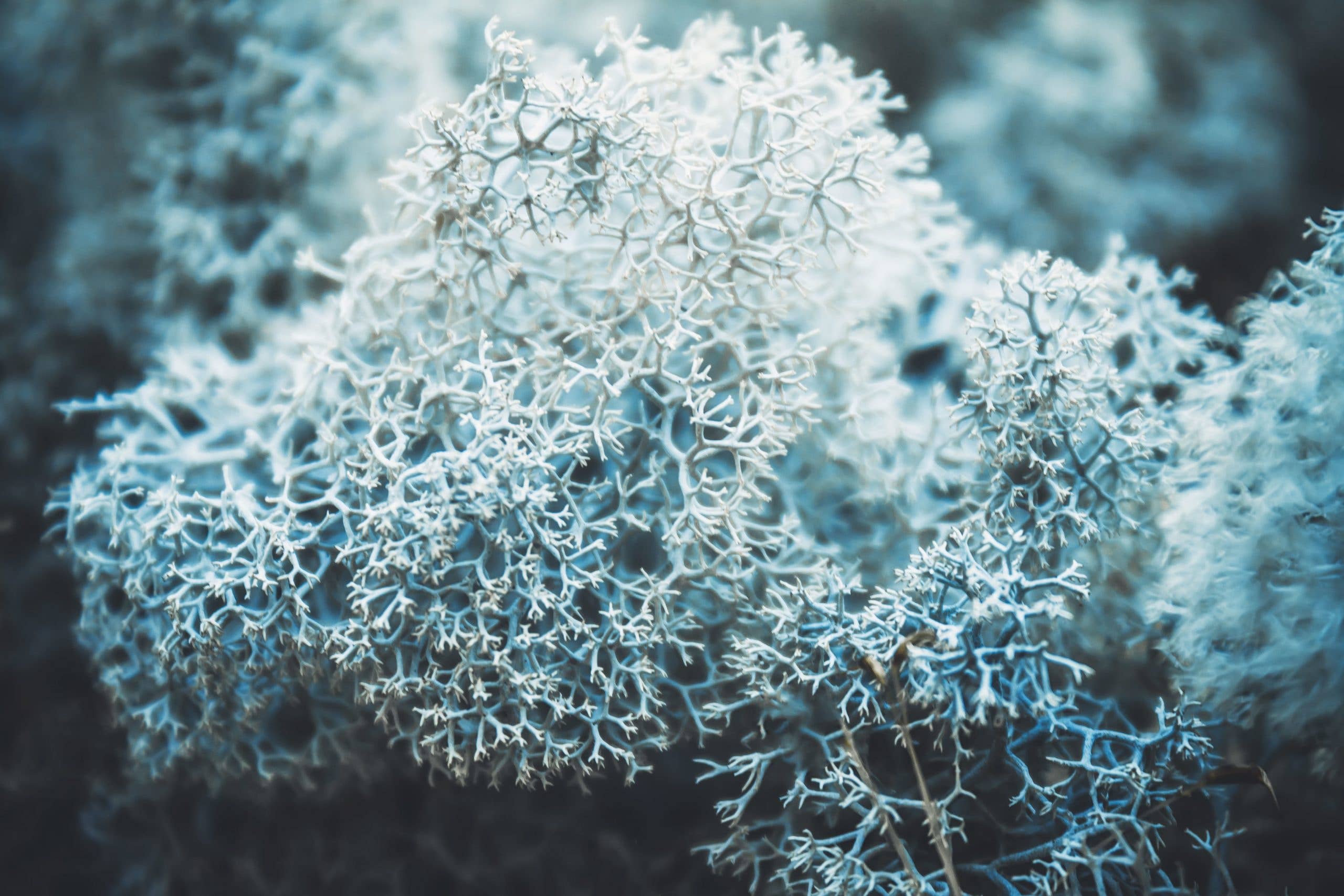 Havuka - Wholesale Bar Soap - Tupas Wool-Lichen Bar Soap 80g5