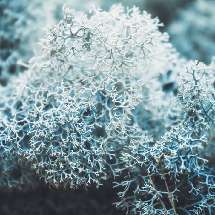 Havuka - Wholesale Bar Soap - Tupas Wool-Lichen Bar Soap 80g5