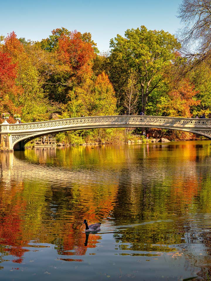 Pôster de Nova York - Esplendor de outono no Central Park por atacado de Posters & Puzzles