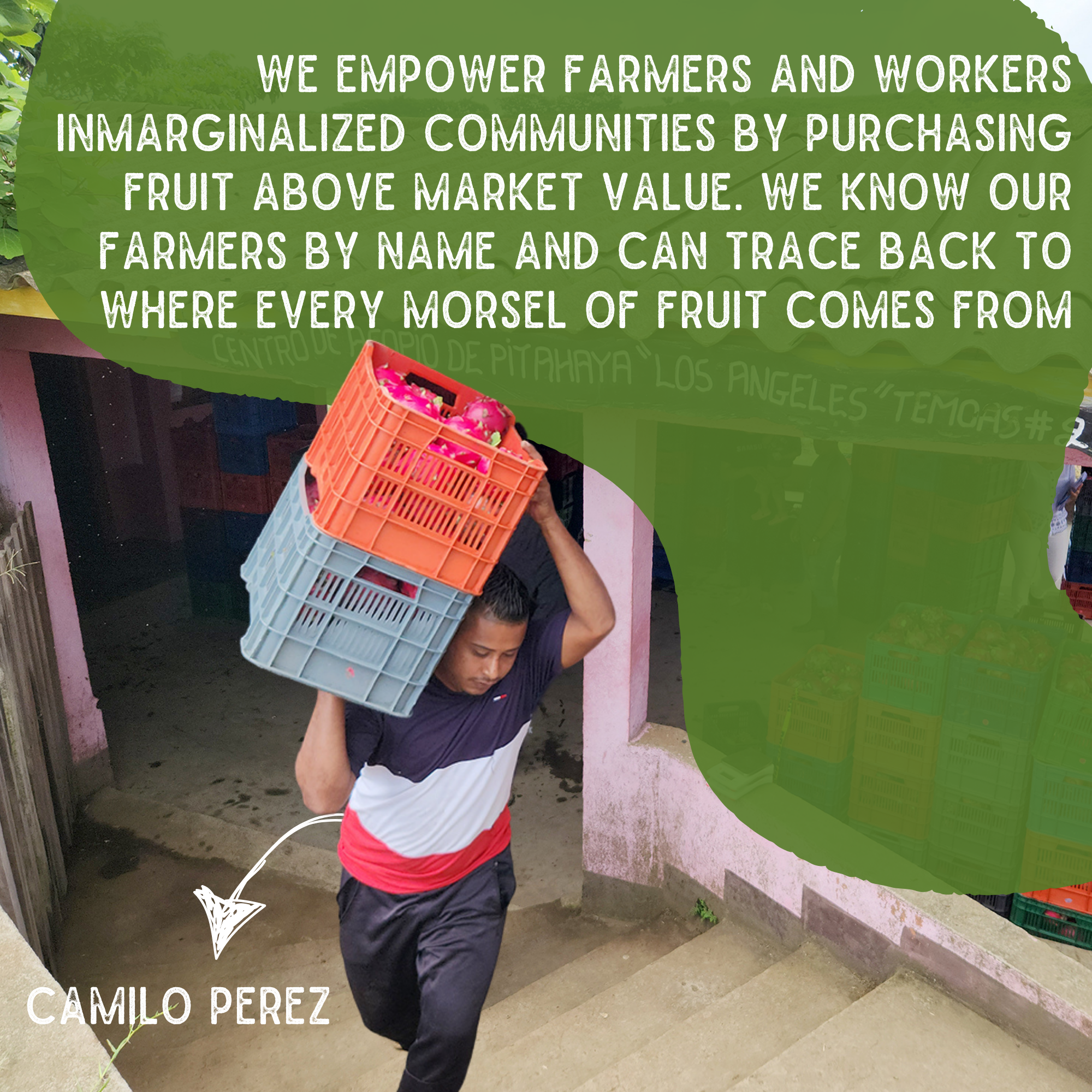 Sol Simple - Wholesale Dried/Dehydrated Fruit - Dried Sun Mix: Organic Banana, Pineapple, and Dragon Fruit4