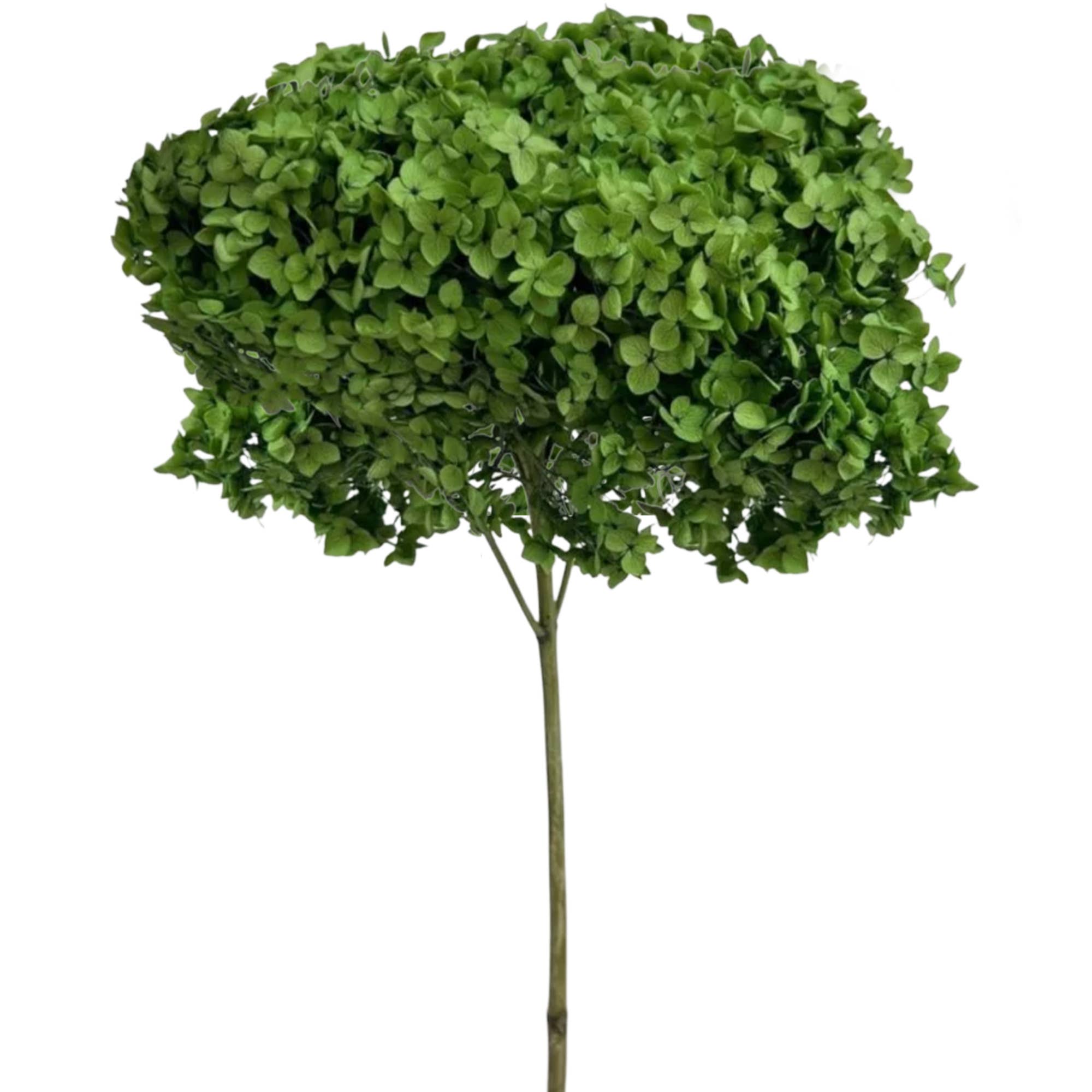 2626 Designs - Wholesale Dried/Pressed Flowers - Dried Preserved Hydrangea Flower 16" with Stem9