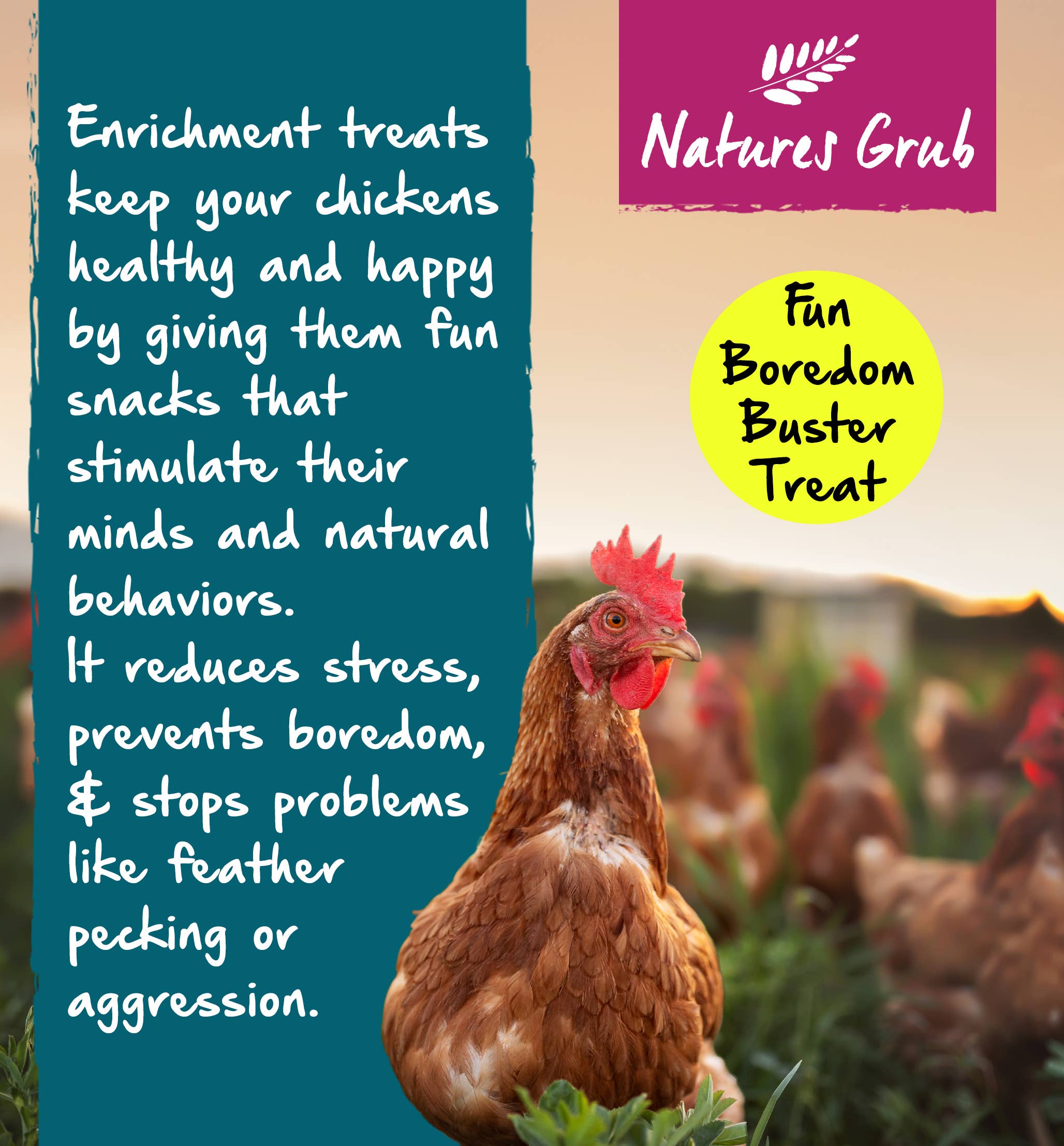 Natures Grub – wholesale Pet food – Not cat/dog – Natures Grub Afternoon Oats for Chickens - Banana & Berry6