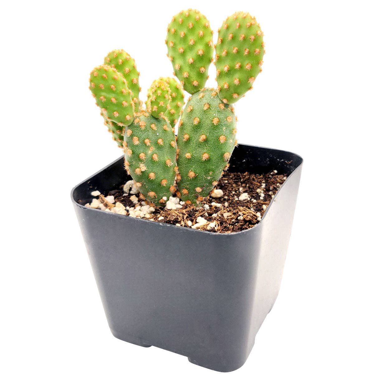 Best Plant Friend - Wholesale Live Plant - Cactus Wedding and Party Favors Tray - 64 Live Bulk Cacti8