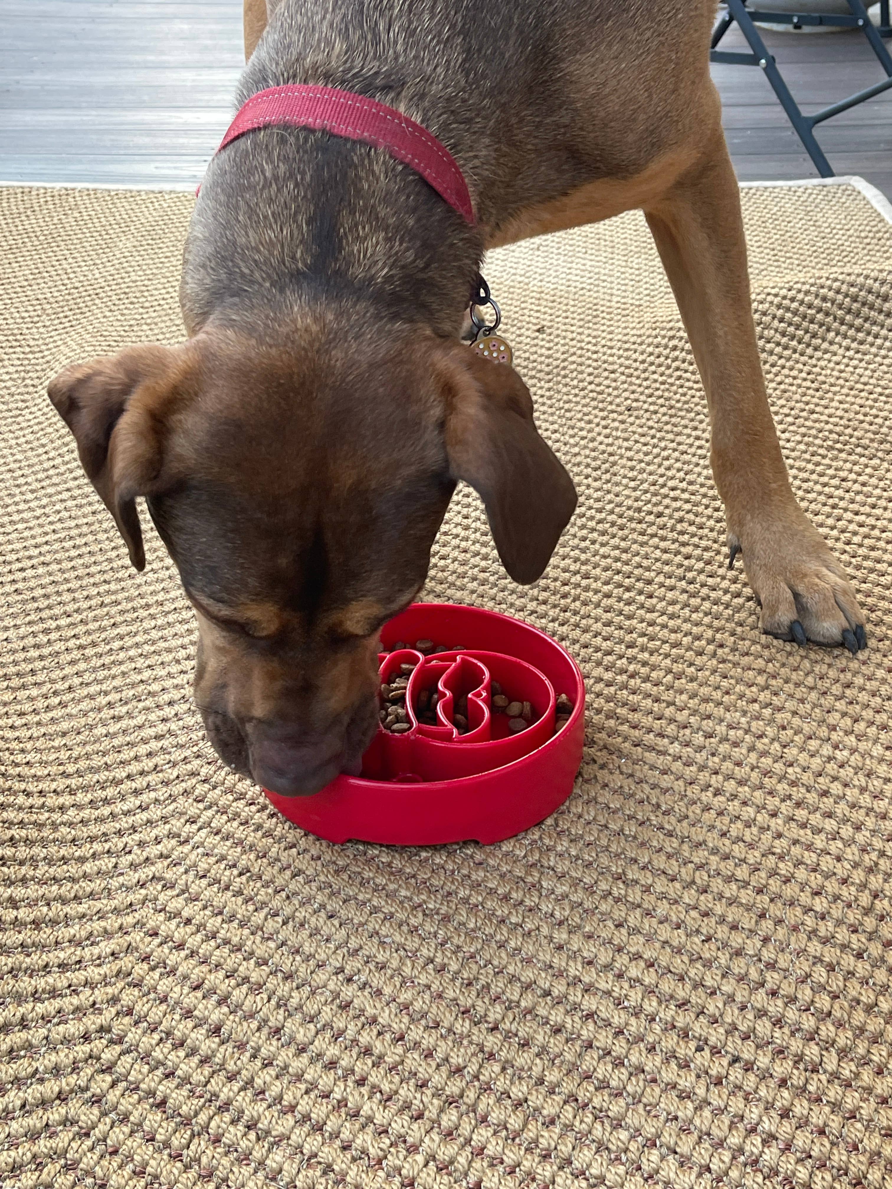 Santa Design eBowl Enrichment Slow Feeder Bowl for Dogs for wholesale on Faire4