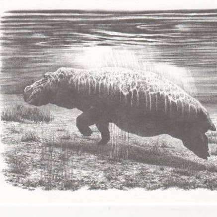 Nijlpaard Wildlife Bill Harrah Portret Ingelijste Kunstkaart voor wholesale door Chesapeake Farms LLC