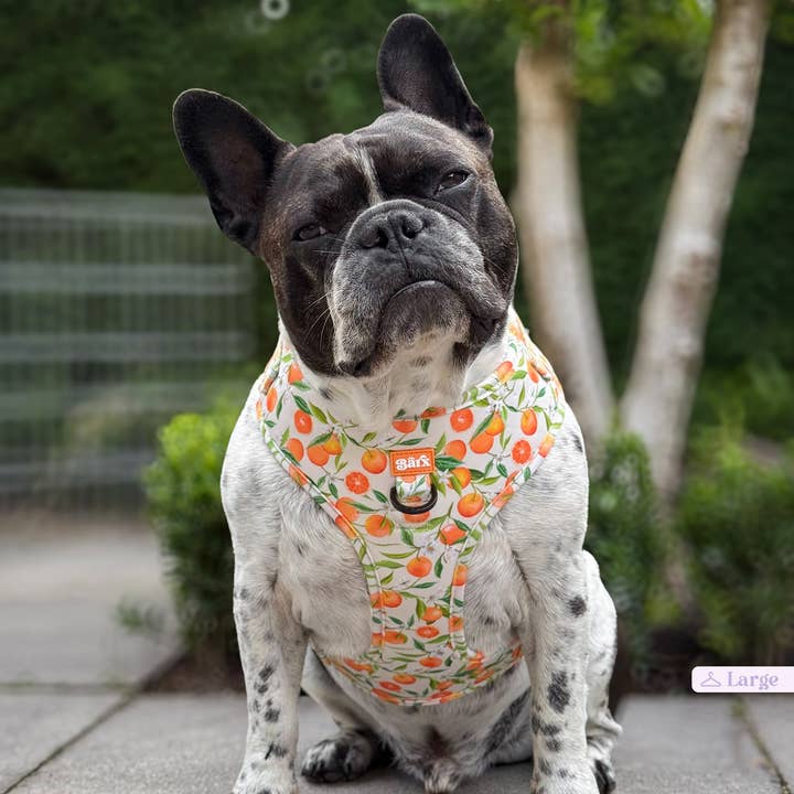 Barx - Wholesale Pet Harness - Dog - Adjustable Harness | Orancello6