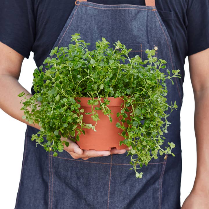 House Plant Wholesale - Wholesale Live Plant - NETTLE BABY TEAR 6-inch