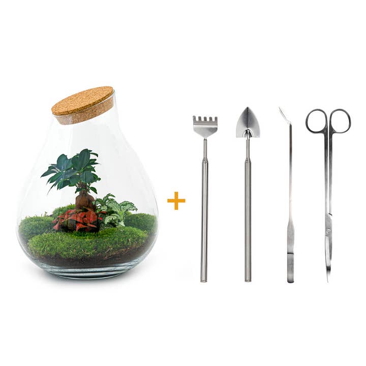 Trendhero.nl/b2b – Großhandel Terrarium – Terrarium-Bausatz – XL Tropfen mit Ficus Ginseng Bonsai – Flaschengarten – Höhe 37 cm6