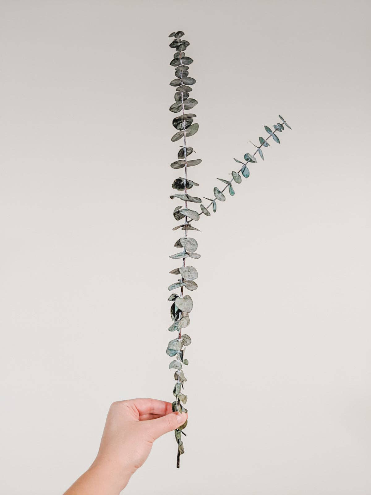 Eucalypt Co. – Planta artificial por atacado – Caules Preservados - Médio3