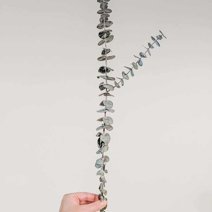 Eucalypt Co. – Planta artificial por atacado – Caules Preservados - Médio3