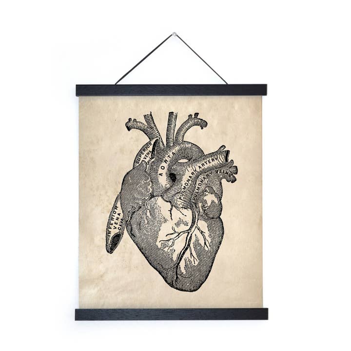 Vintage Anatomy Heart Diagram Print w/ optional Frame for wholesale by Curious Prints