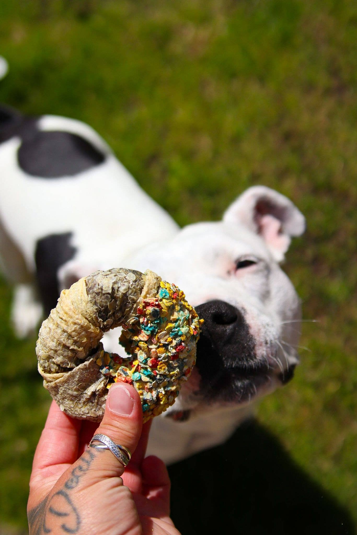 Belpharmed bv: Cooka's Cookies & Sensidog - Wholesale Pet Treats - Dog - Candy Crush Pack - Dried Meats & Fish With Dogfetti6